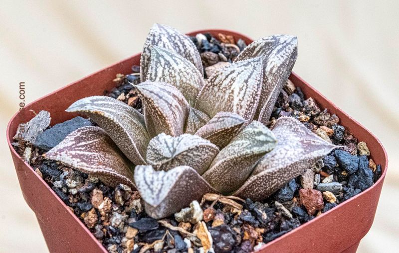 Haworthia cv Hakuja ( White Snake)