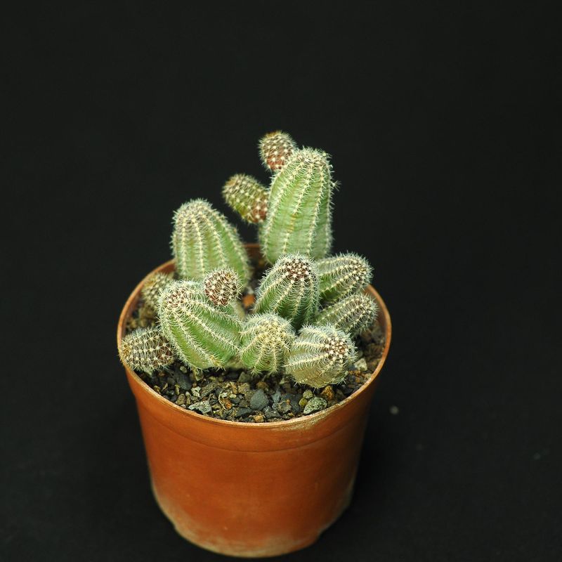 Chaemolobivia CANARY YELLOW (Peanut Cactus) Top View
