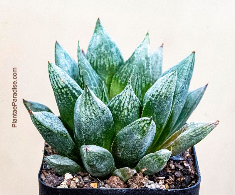 Haworthia cooperi hybrid Haworthia cooperi hybrid front view