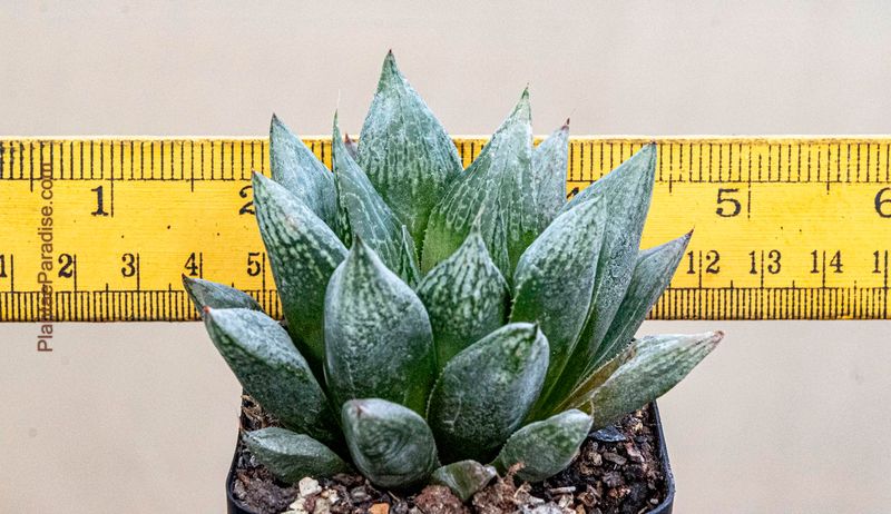 Haworthia cooperi hybrid with ruler for size reference