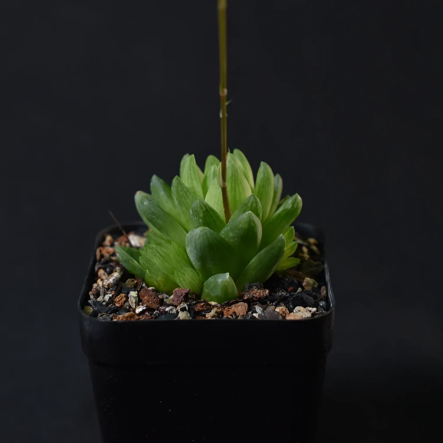 Haworthia cymbiformis