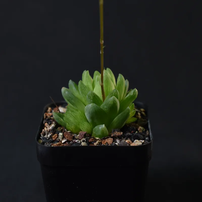 Haworthia cymbiformis