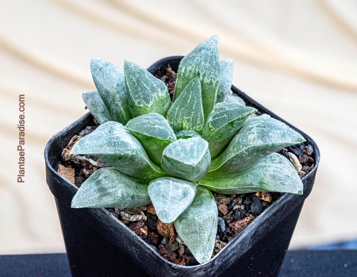 Haworthia retusa