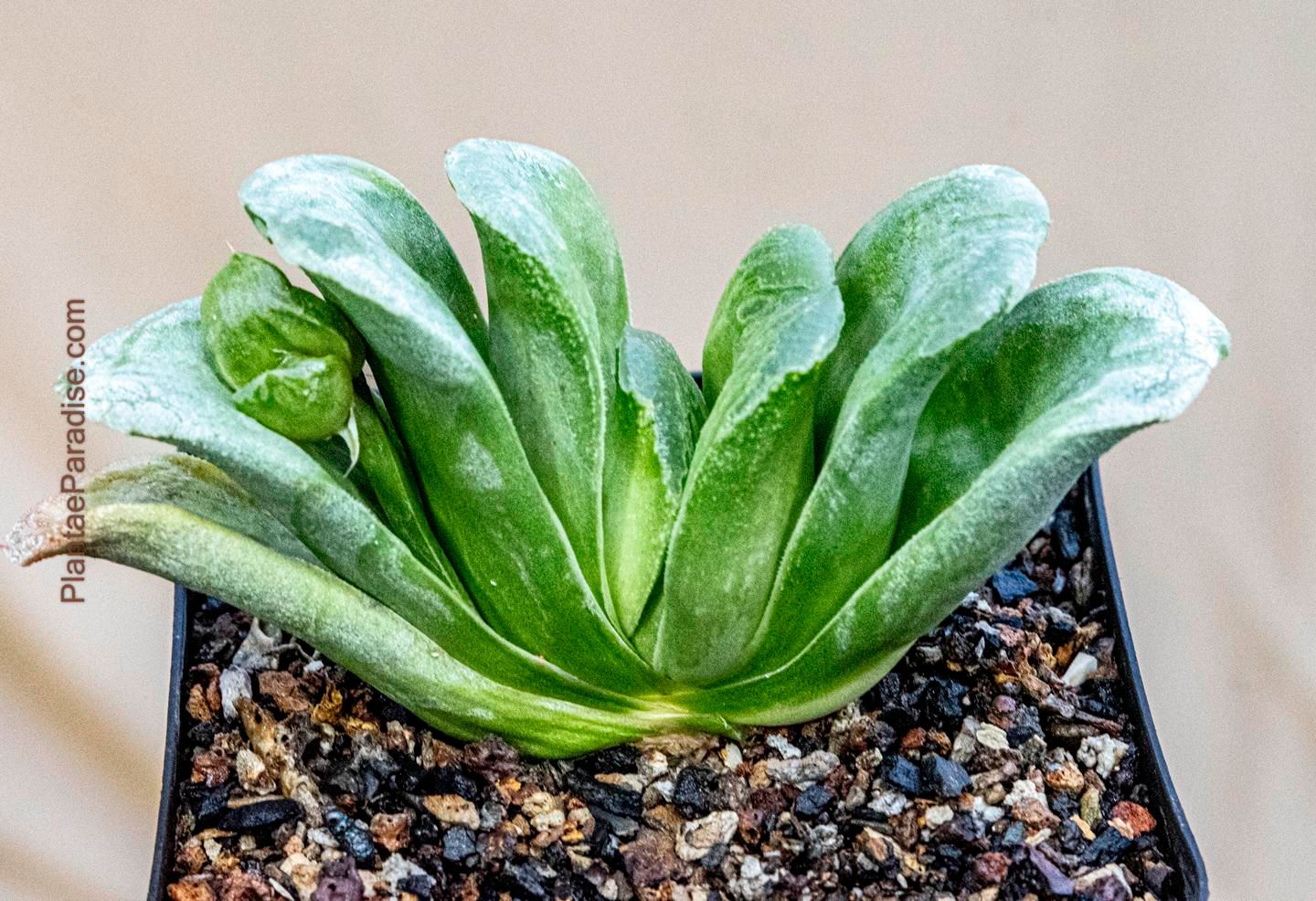 Haworthia maughanii x cooperi rosette form top-down view