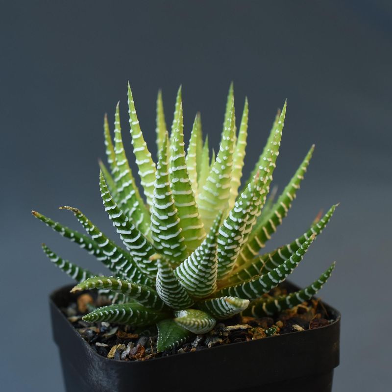 Haworthia attenuata variegated