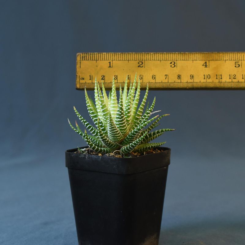 Haworthia attenuata variegated
