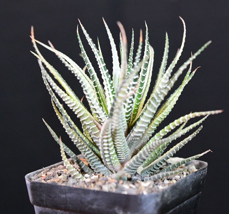 Haworthia attenuata variegated side angle