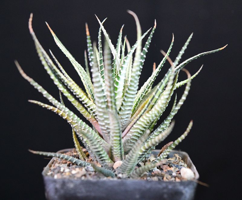 Haworthia attenuata variegated Haworthia attenuata variegated full plant view