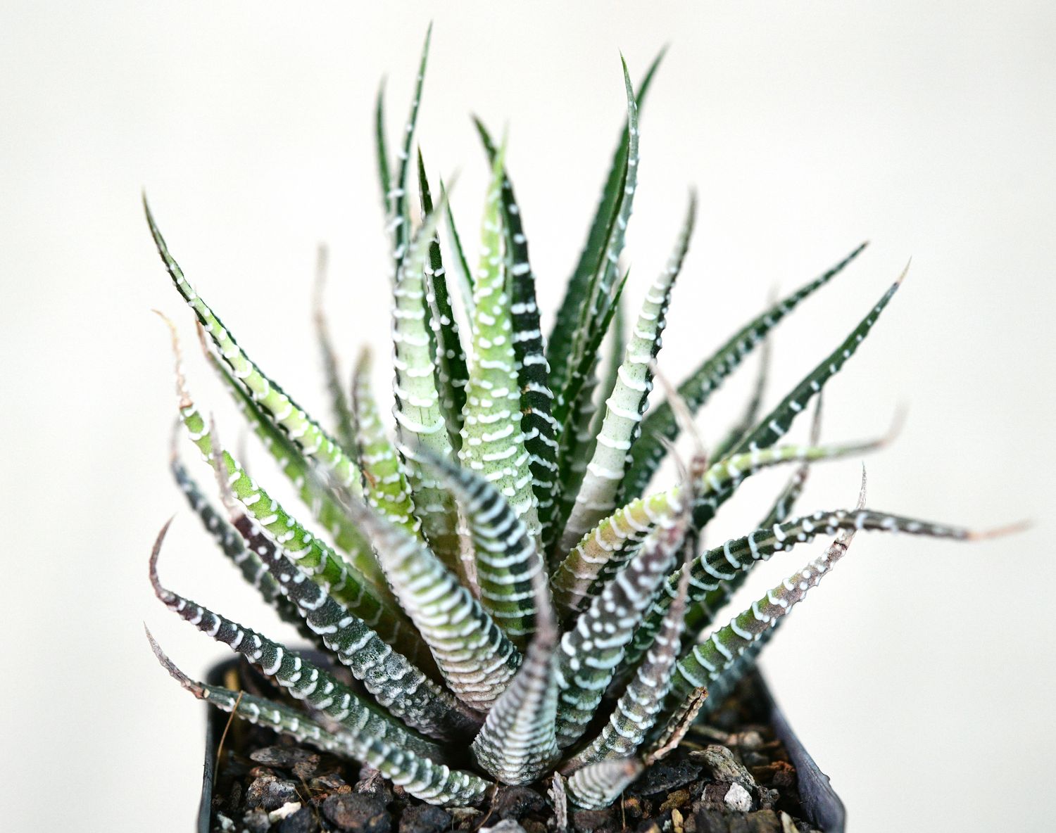 Haworthia attenuata variegated front view