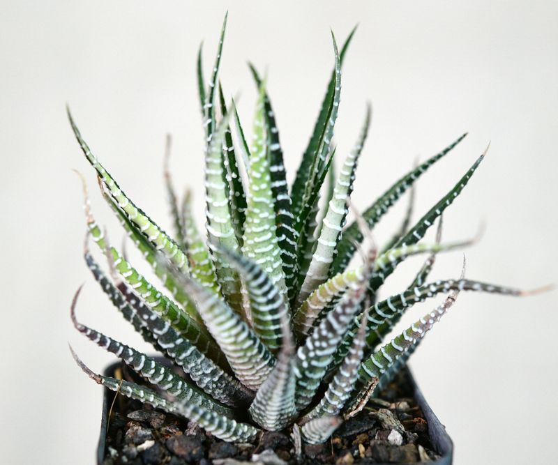 Haworthia attenuata variegated