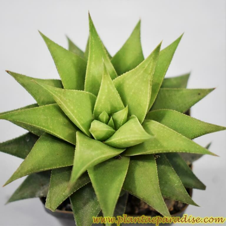 Astroloba skinneri top-down view
