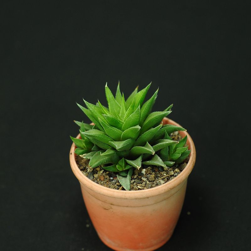 Astroloba skinneri front view