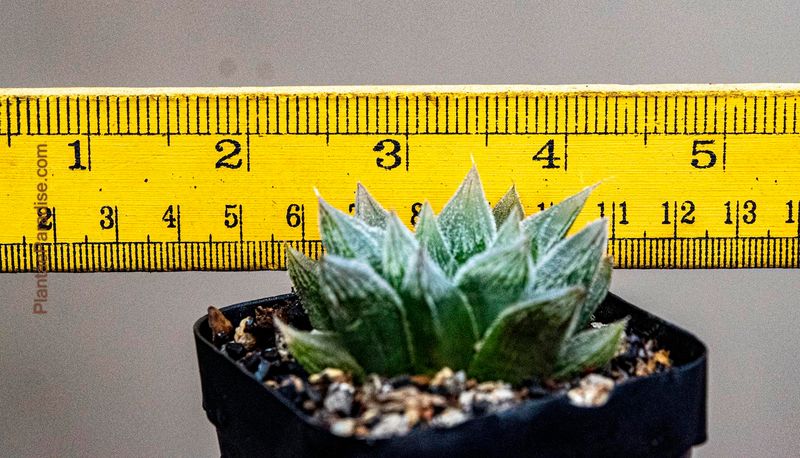 Haworthia borealis syn marumiana