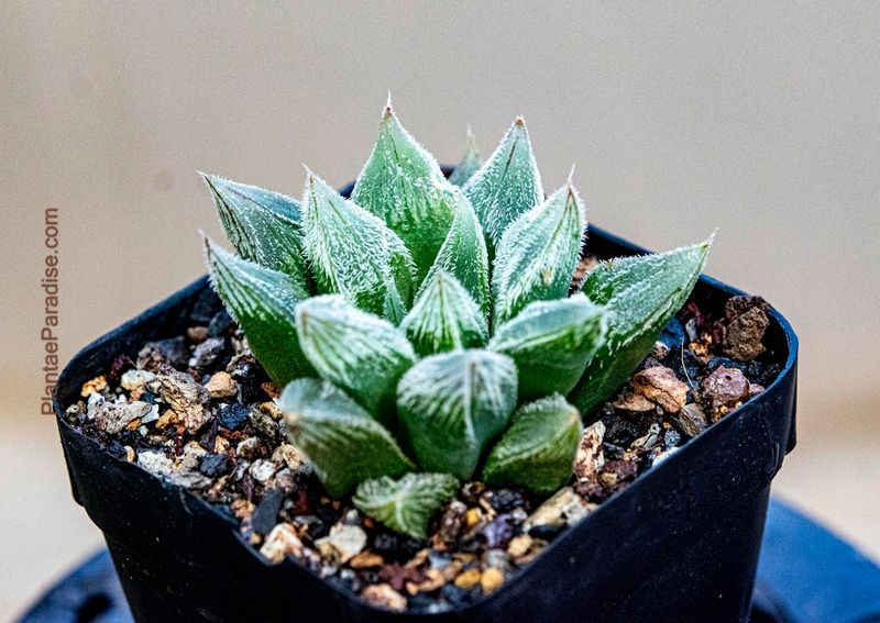 Haworthia borealis syn marumiana
