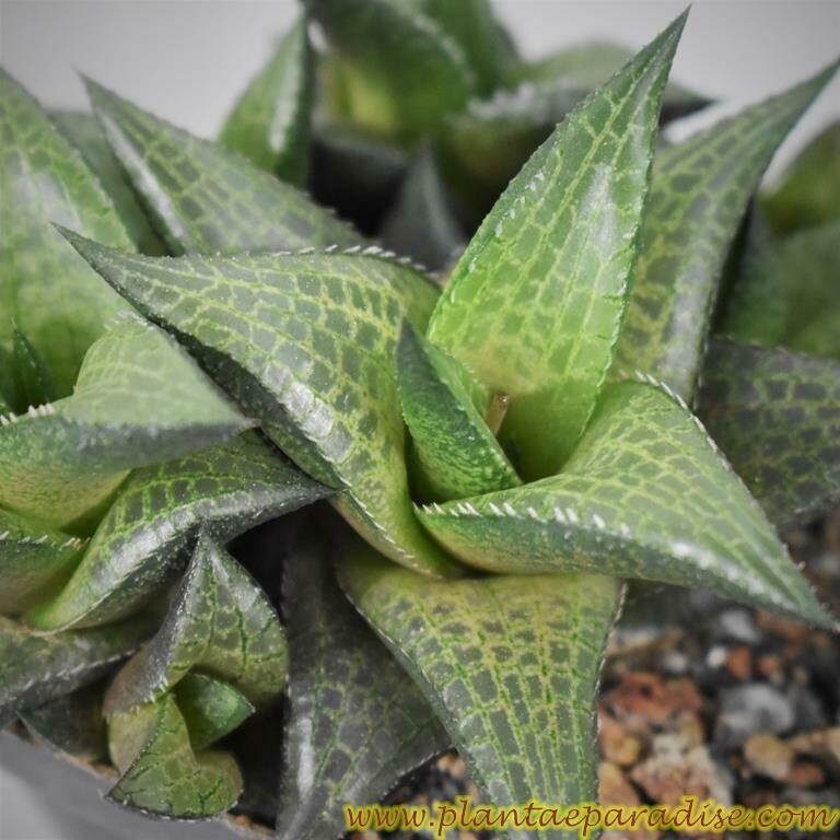 Haworthia Tesselata (Soft Skin Clone)