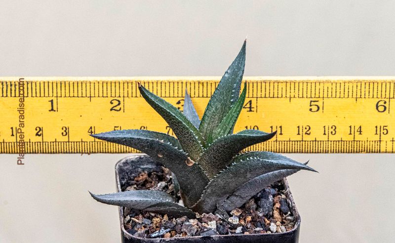 Haworthia Tesselata (Soft Skin Clone)