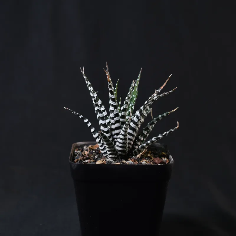 Haworthia attenuata cv Zebra ( Broad Band) in black pot, front view