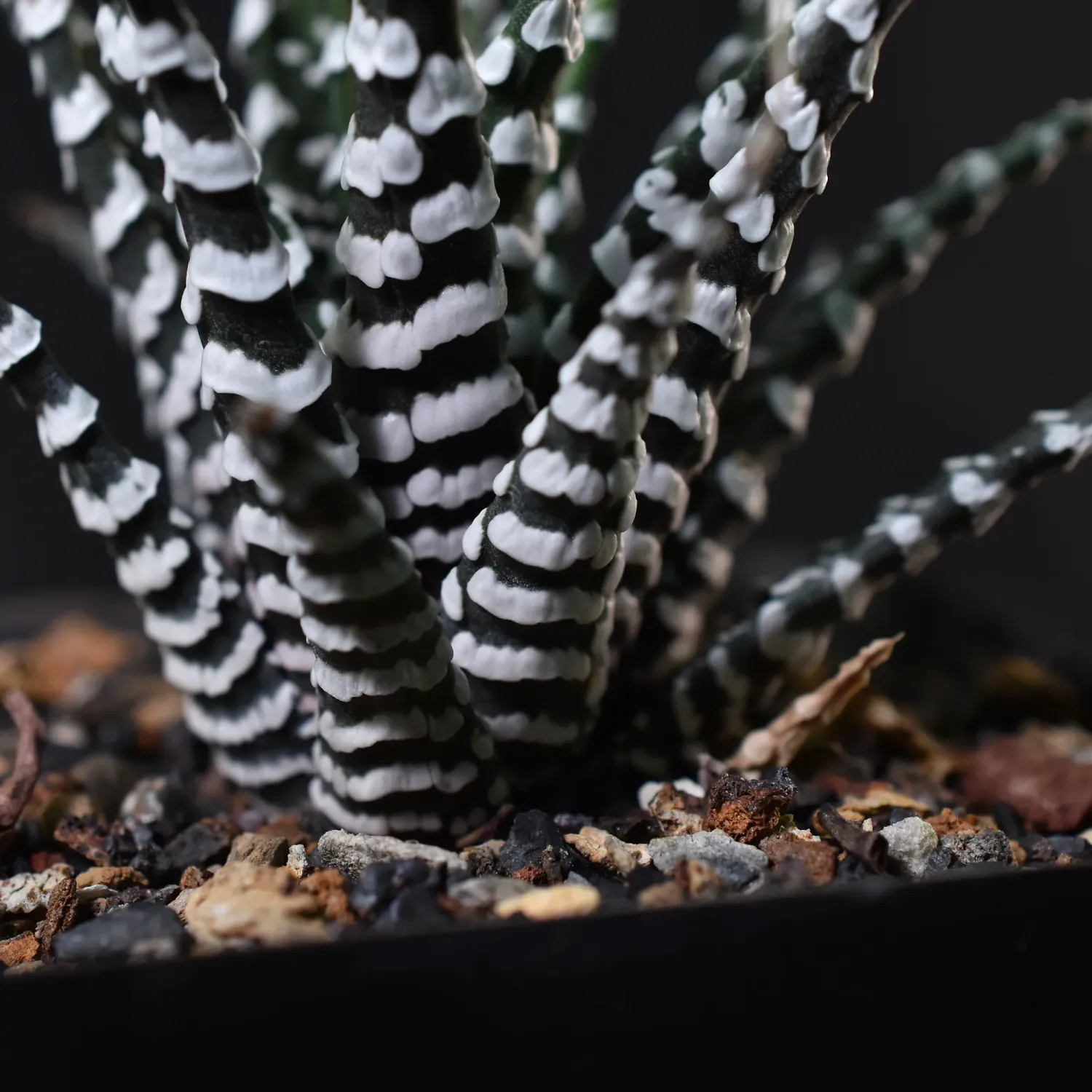 Haworthia attenuata cv Zebra ( Broad Band) detailed close-up of leaf texture