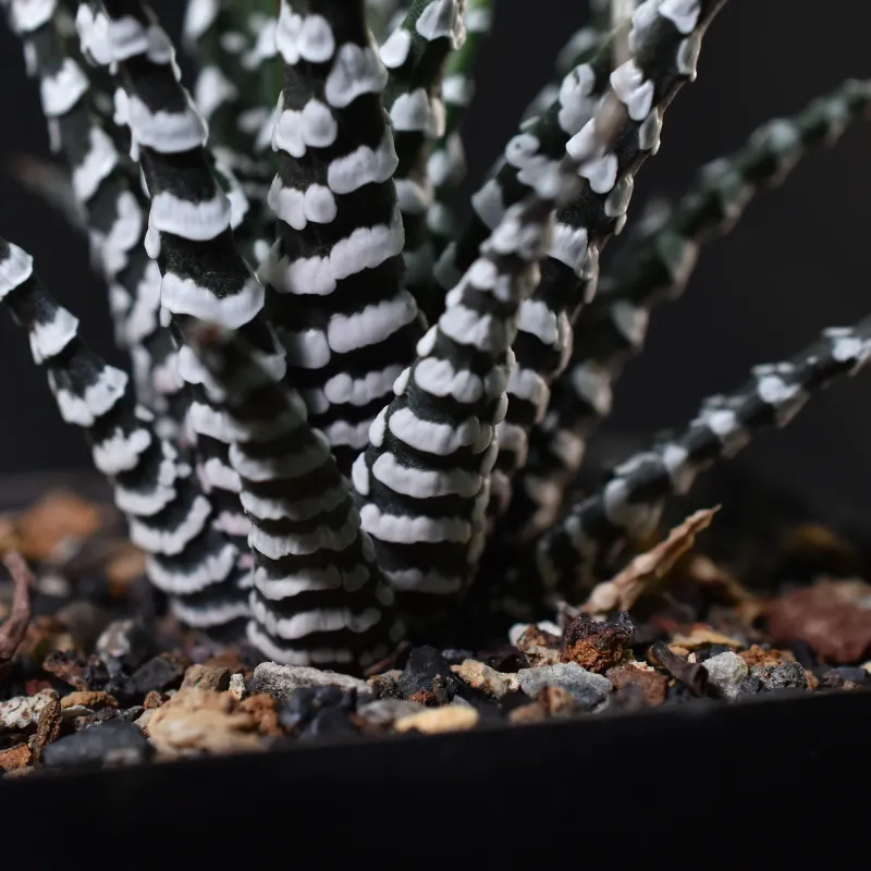 Haworthia attenuata cv Zebra ( Broad Band) Haworthia attenuata cv Zebra ( Broad Band) detailed close-up of leaf texture