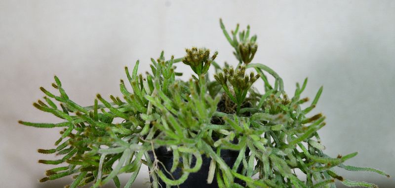 Rhipsalis teres top-down view