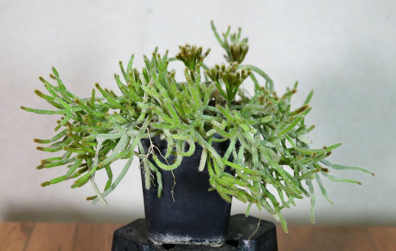 Rhipsalis teres in black pot front view