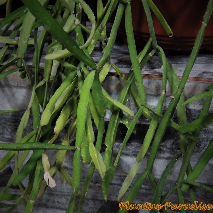 Rhipsalis micrantha