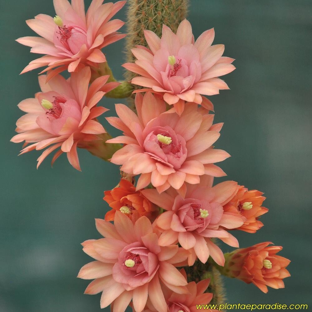 Hildewintera -Hybr. `Traisengluck`