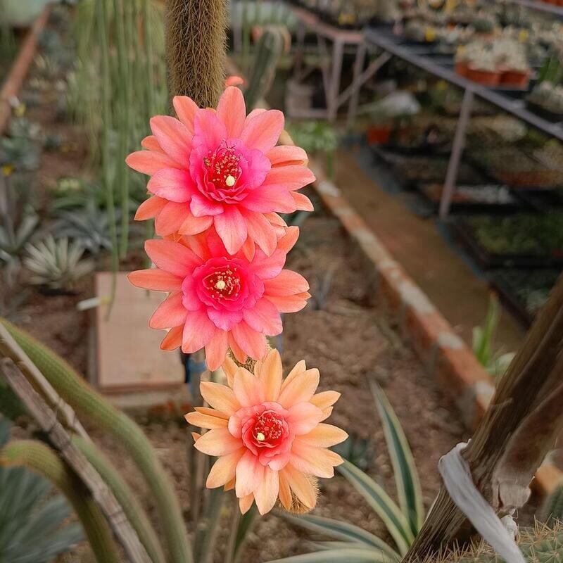 Hildewintera -Hybr. `Traisengluck` flowering stem with gradient pink to orange blooms