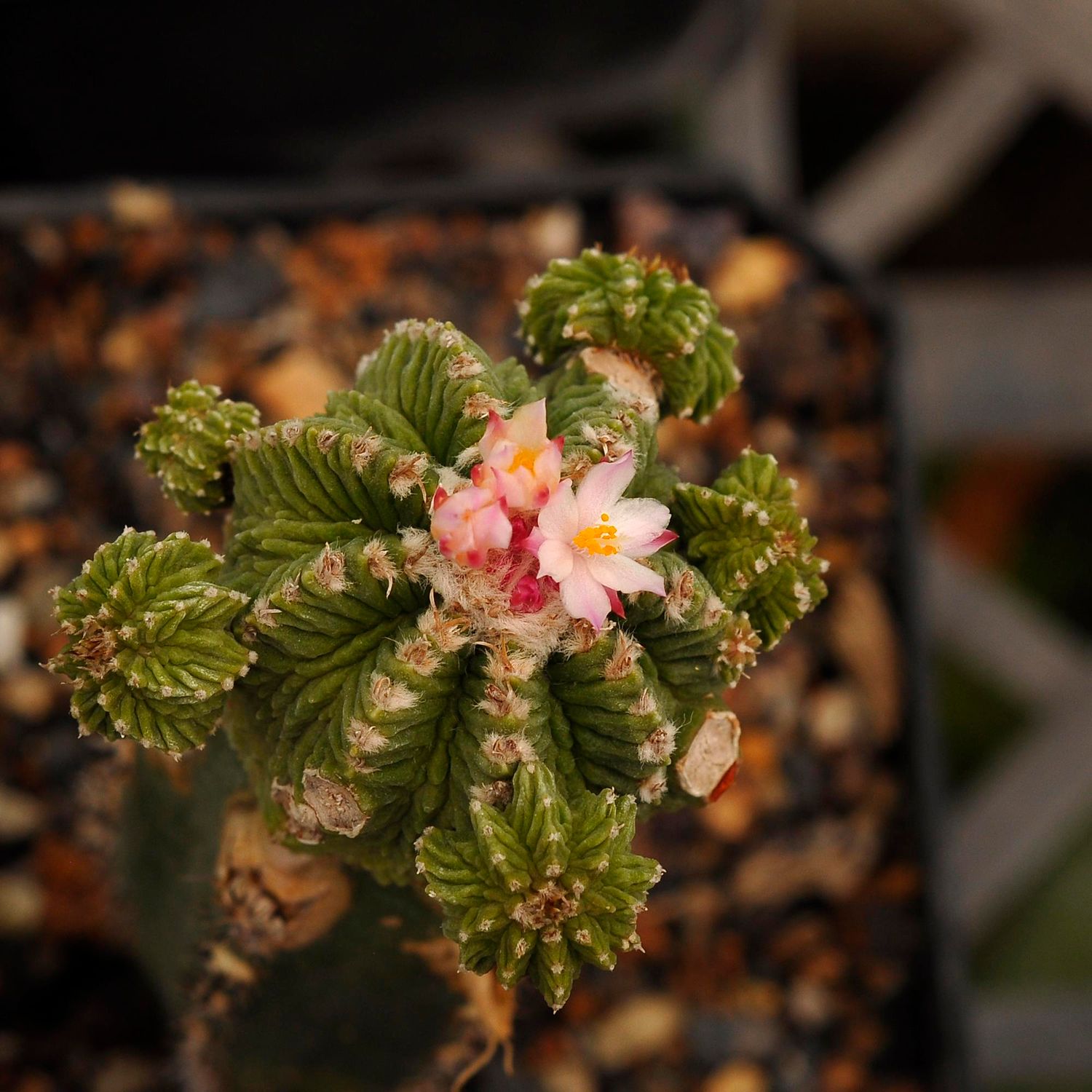 Aztekium ritteri in bloom with pink flowers