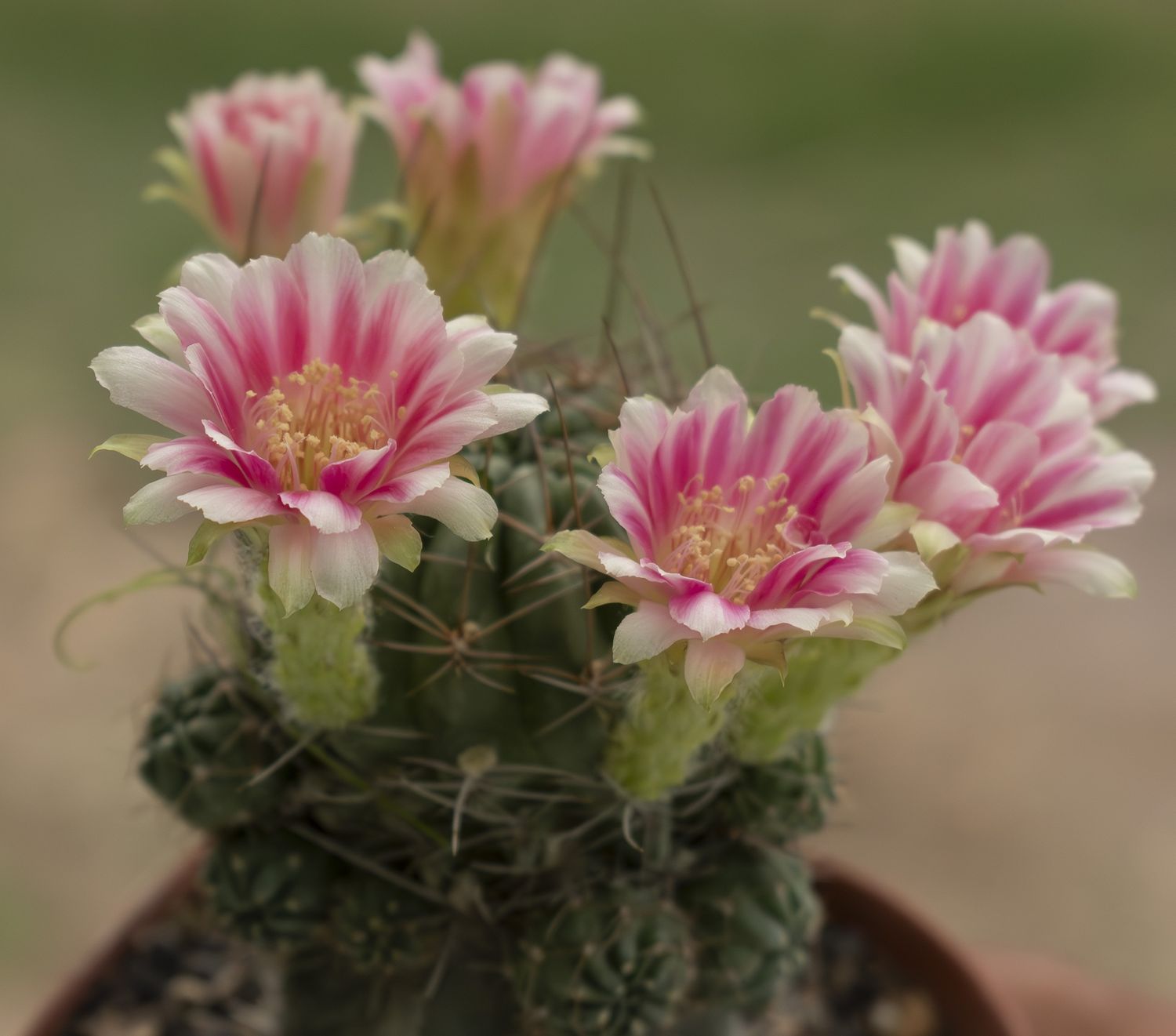 Lobivia hybrid Sweety