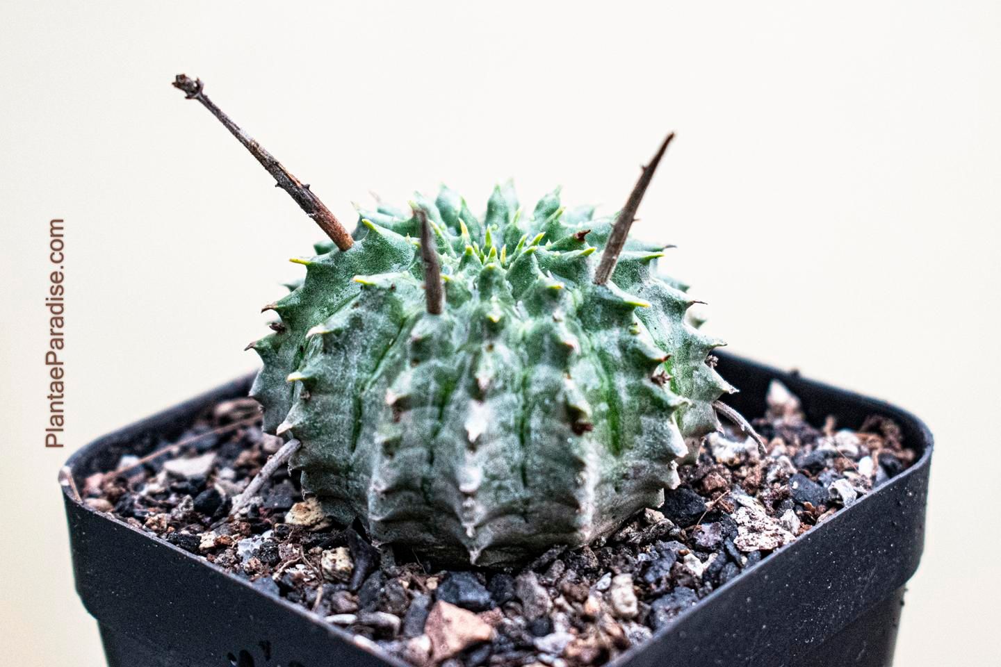 Euphorbia valida (Rooted) with two spines, front view