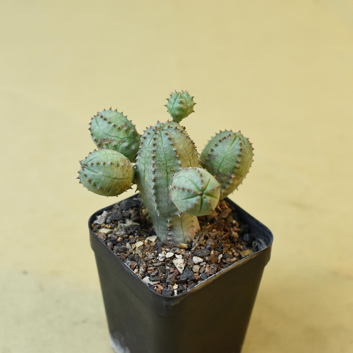 Euphorbia obesa X meloformis Euphorbia obesa X meloformis