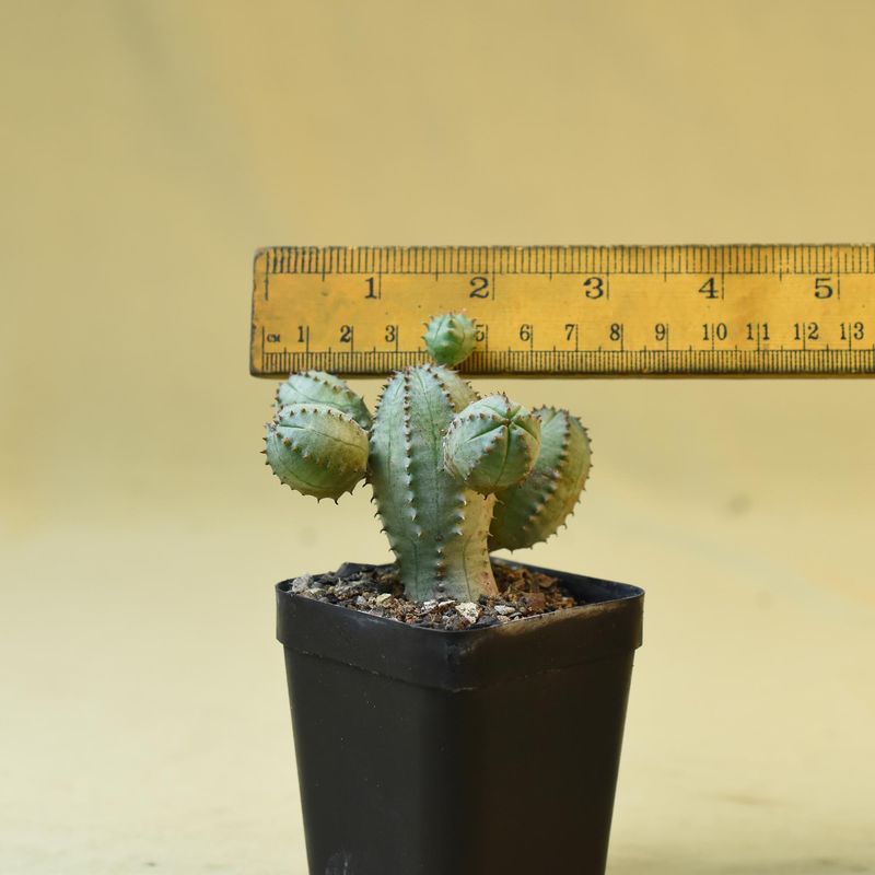 Euphorbia obesa X meloformis