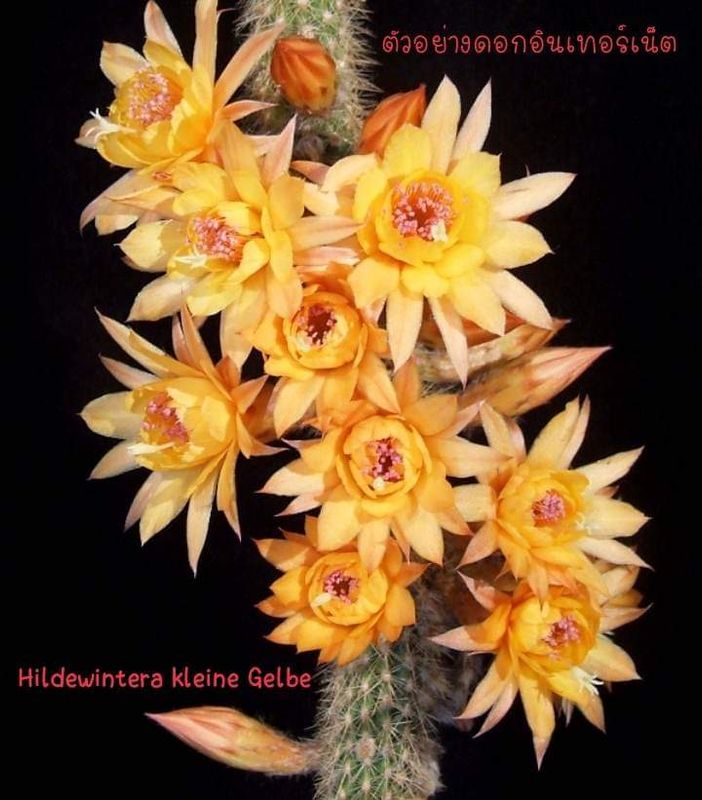 Hildewintera Hybrid Humkes Klein Gelbe