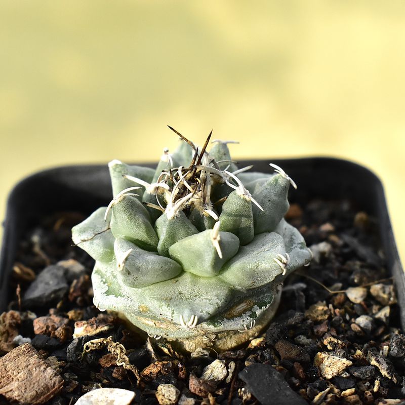 Turbinicarpus alonsoi - Xichu