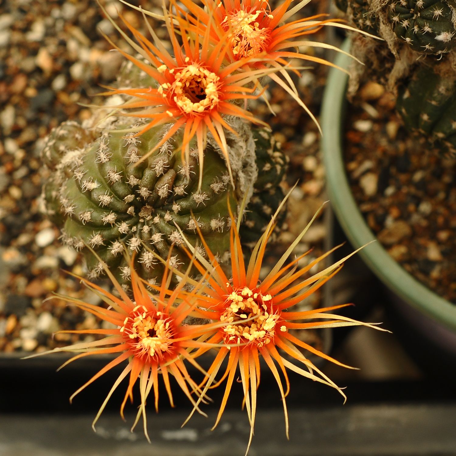 Lobivia hybrid Fire cracker  (Shinshowa) Orange