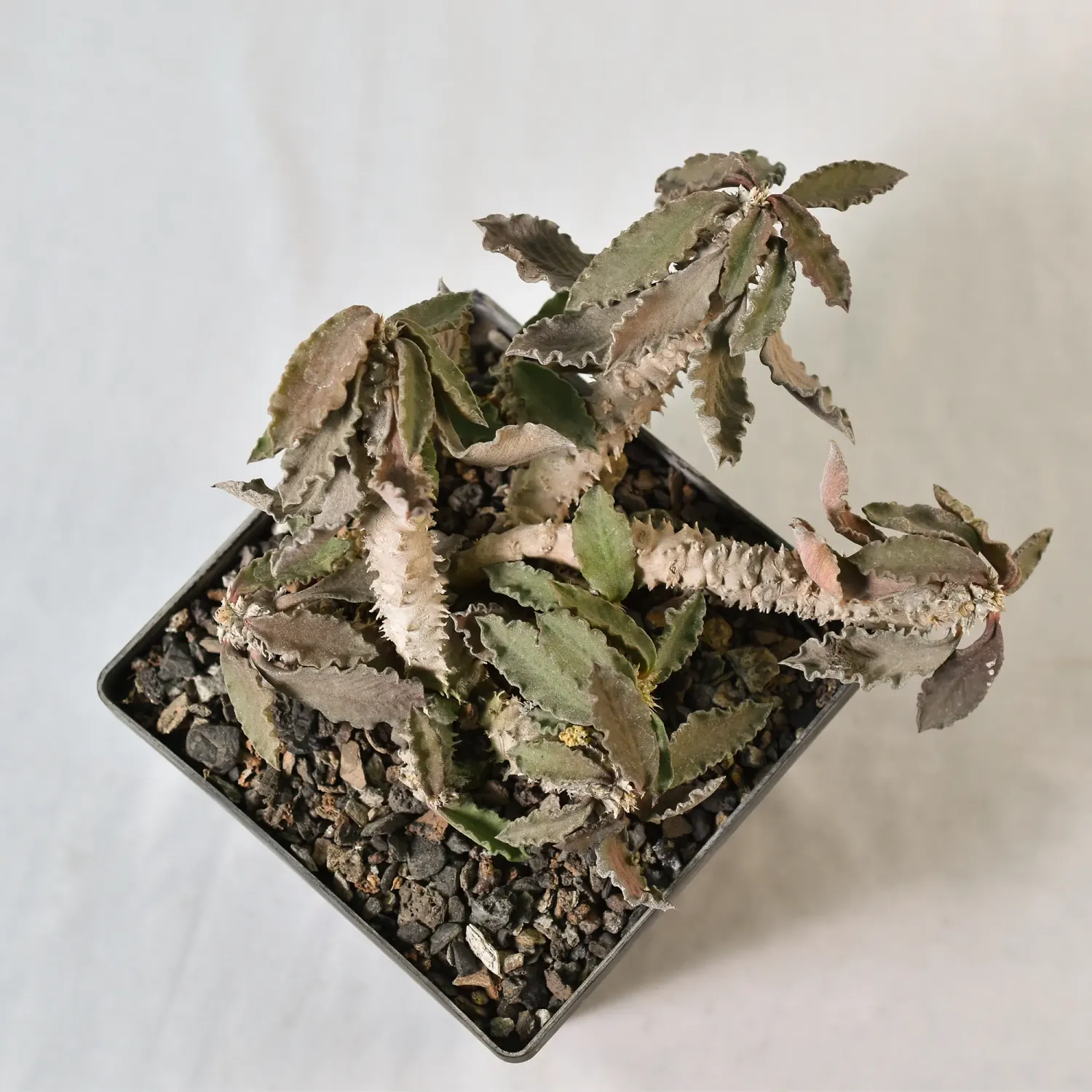 Euphorbia decaryi