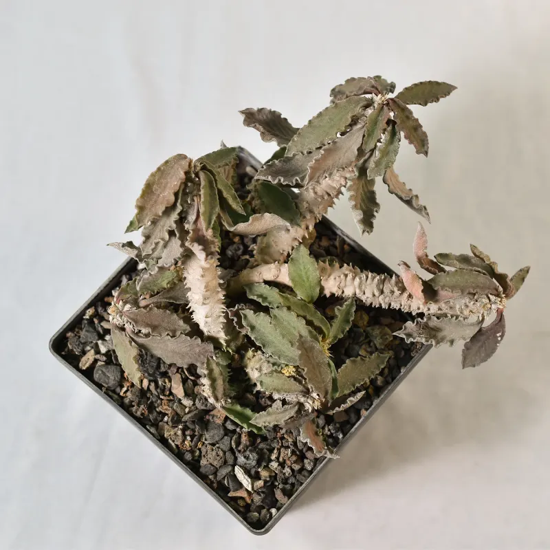 Euphorbia decaryi