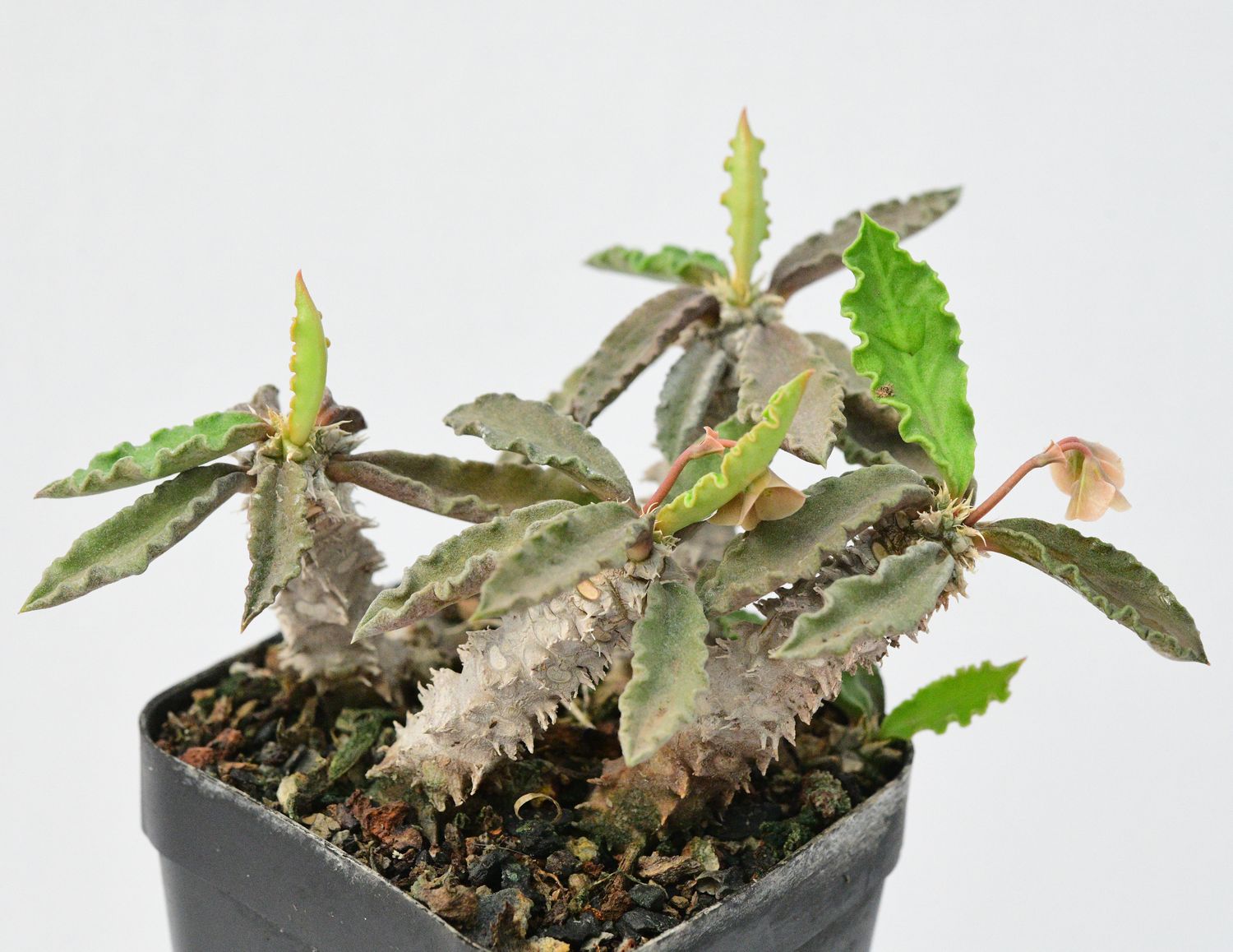 Euphorbia decaryi
