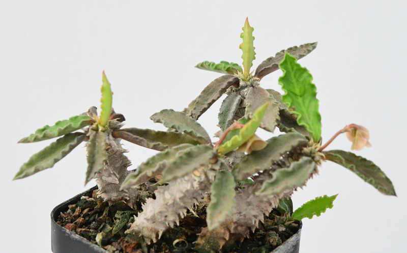 Euphorbia decaryi