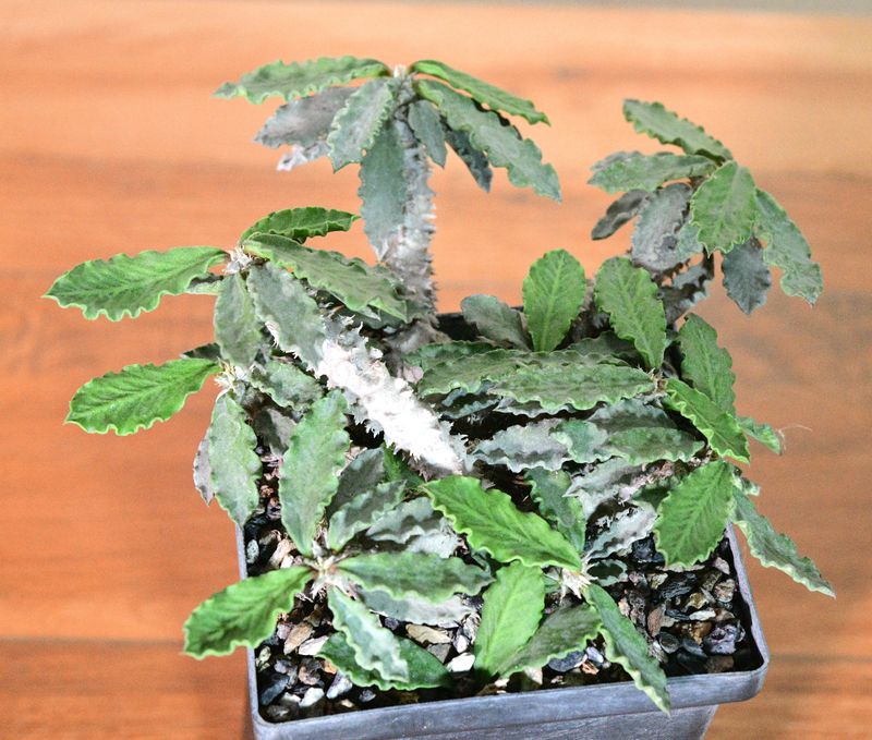 Euphorbia decaryi Euphorbia decaryi potted plant full view