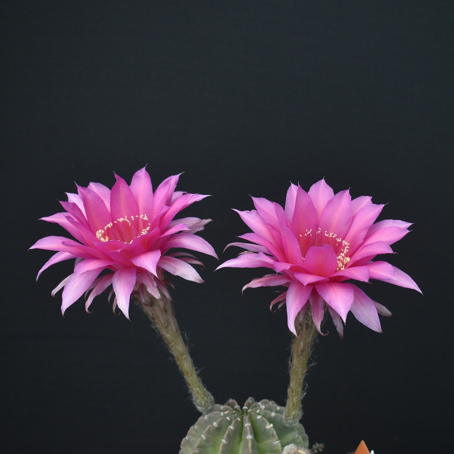 Echinopsis hybrid "Barcaldine"