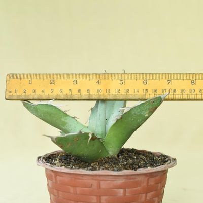 Agave titanota 'White Ice'  Compact Frosty-Leaf Succulent