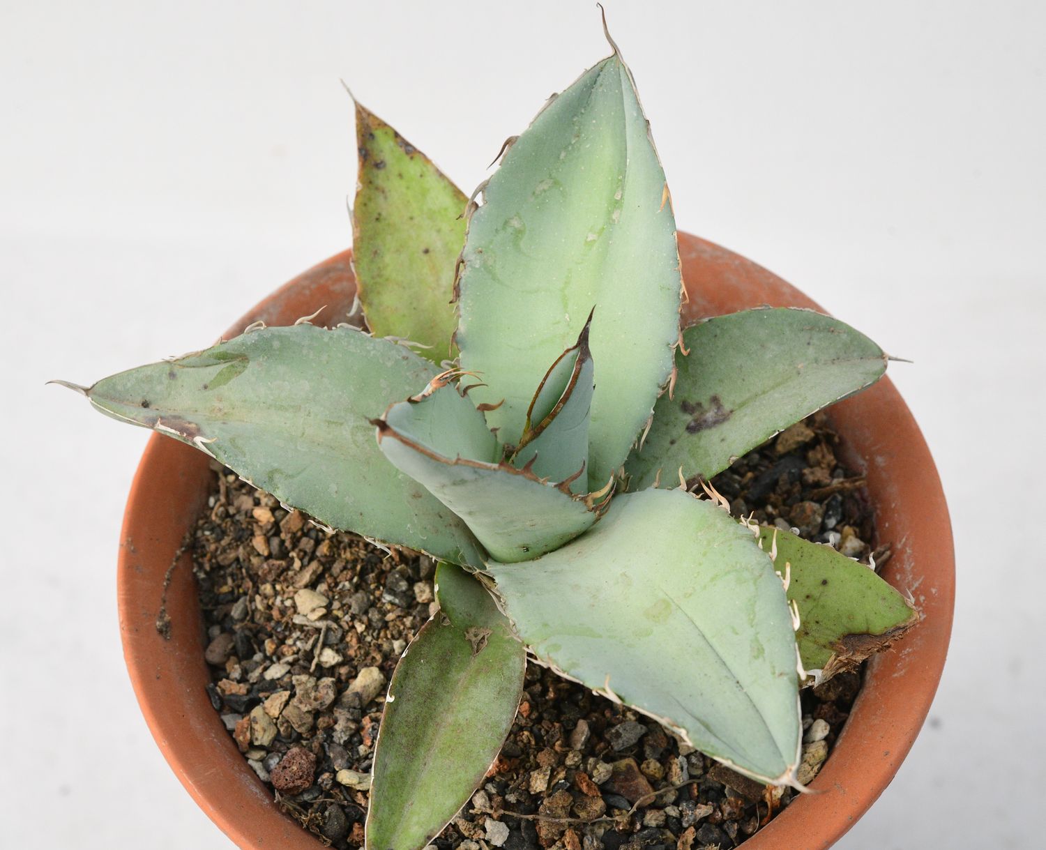 Agave Titanota 'White Ice'