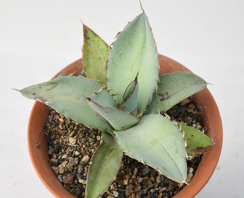 Agave Titanota 'White Ice'