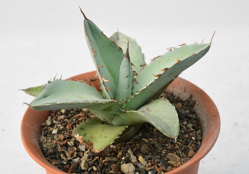 Agave Titanota 'White Ice'