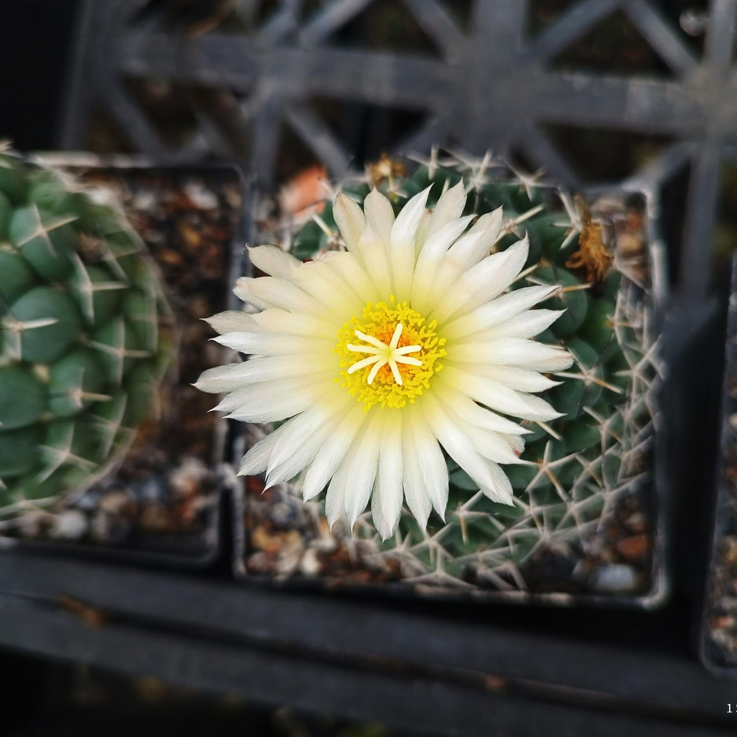 Coryphantha maiz-tablasensis -Flower