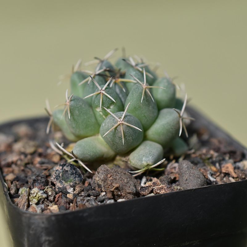 Coryphantha Maiz-Tablasensis