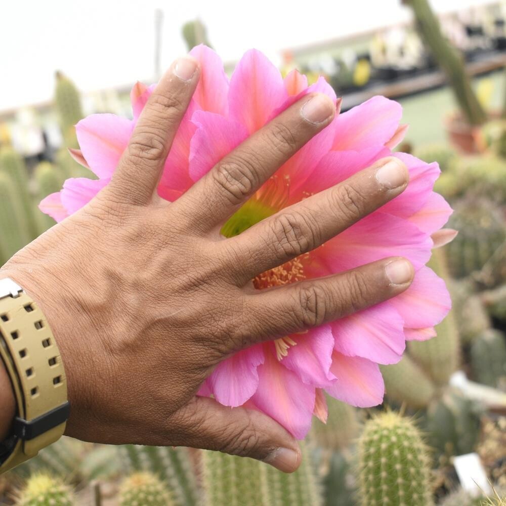 Trichocerous Hybrid Flying Dragon with hand for scale
