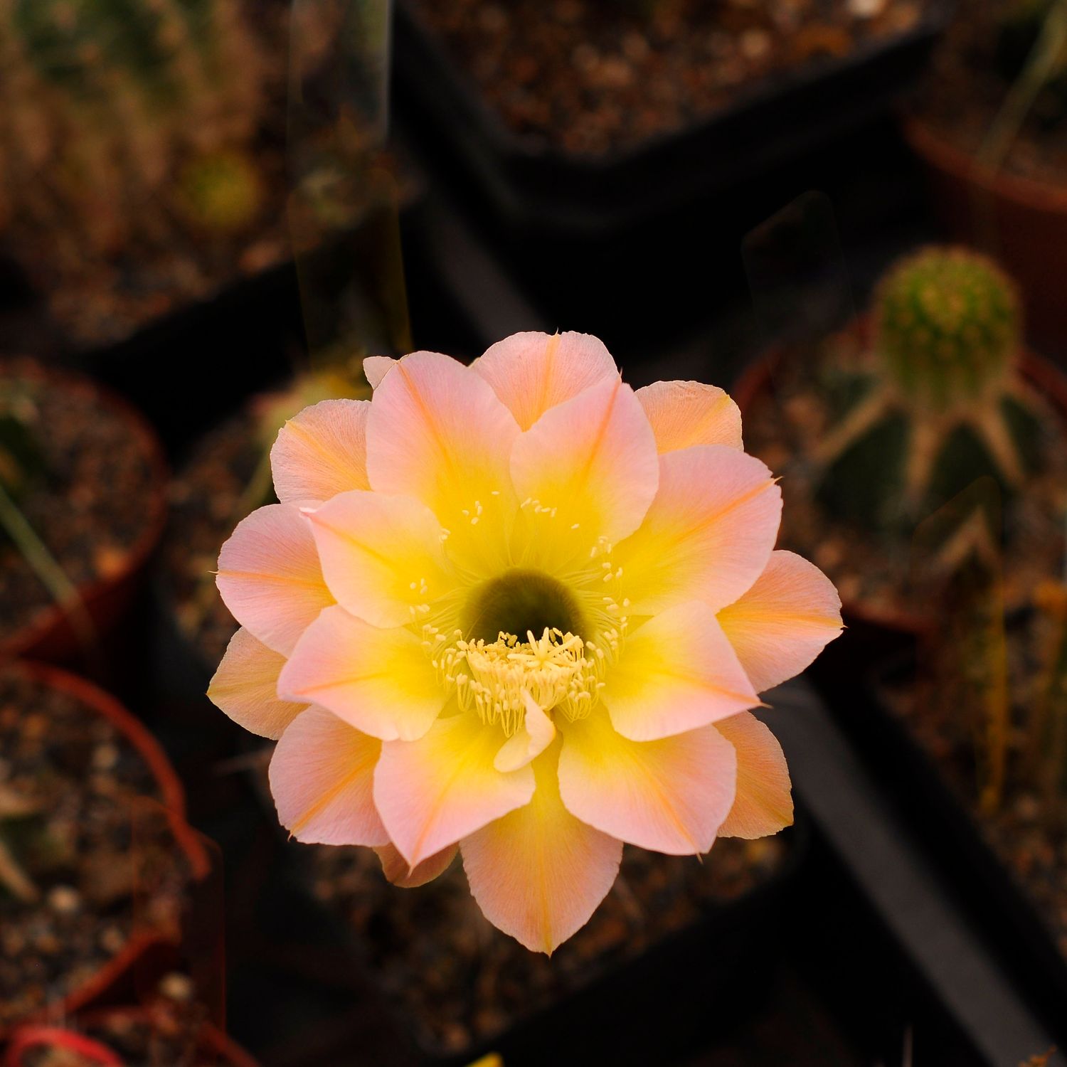 Echinopsis hybrid Jarl Borg-FLOWER